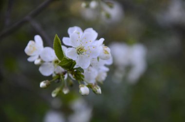 Prunus cerasus çiçek açan ağaç çiçekleri, bir grup güzel beyaz yaprak tartı, çiçek açan kiraz çiçekleri. Doğanın güzel bahar soyut arkaplanı. Ağaç dalında bahar beyaz çiçekleri.