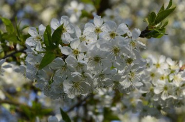 Prunus cerasus çiçek açan ağaç çiçekleri, bir grup güzel beyaz yaprak tartı, çiçek açan kiraz çiçekleri. Doğanın güzel bahar soyut arkaplanı. Ağaç dalında bahar beyaz çiçekleri.