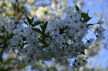 Prunus cerasus çiçek açan ağaç çiçekleri, bir grup güzel beyaz yaprak tartı, çiçek açan kiraz çiçekleri. Doğanın güzel bahar soyut arkaplanı. Ağaç dalında bahar beyaz çiçekleri.