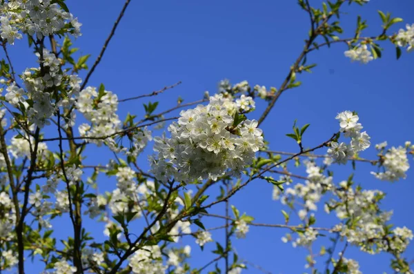 Prunus Cerasus Flores Árvores Floridas Grupo Belas Pétalas Brancas Tart — Fotografia de Stock