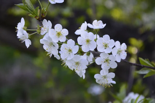 Цветущие Цветы Чернослив Церазус Группа Красивых Белых Лепестков Пирога Вишневые — стоковое фото