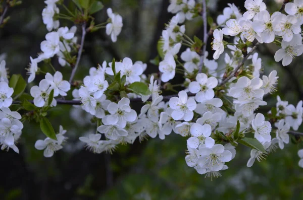 Prunus Cerasus Kwitnące Kwiaty Drzewa Grupa Pięknych Białych Płatków Tart — Zdjęcie stockowe