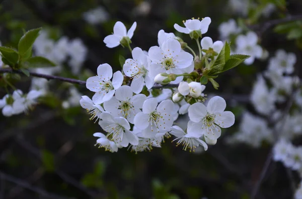 Prunus Cerasus Fleurs Arbre Fleurs Groupe Beaux Pétales Blancs Acidulés — Photo