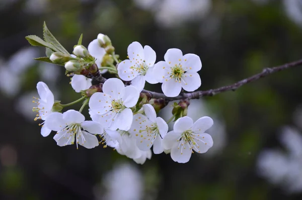 Prunus Cerasus Blommande Träd Blommor Grupp Vackra Vita Kronblad Tårta — Stockfoto