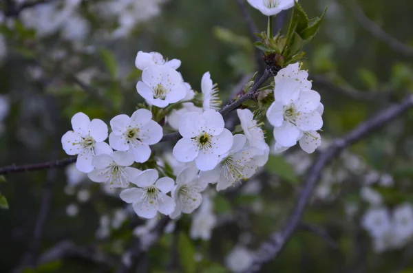 プルヌス セラサスの開花木の花 美しい白い花弁のグループは 花の中で矮星の桜の花を開始します 木の枝に春白花を咲かせます — ストック写真