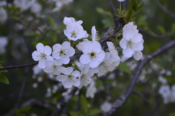 プルヌス セラサスの開花木の花 美しい白い花弁のグループは 花の中で矮星の桜の花を開始します 木の枝に春白花を咲かせます — ストック写真