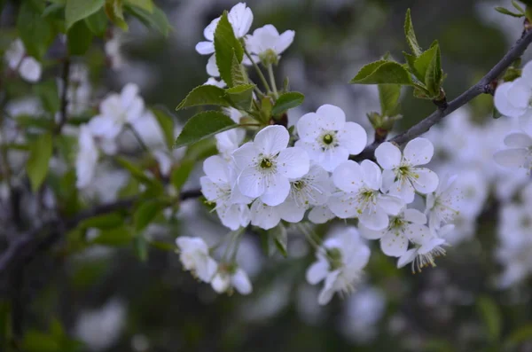 Prunus Cerasus Virágzó Virágok Csoport Gyönyörű Fehér Szirmok Torta Cseresznyevirág — Stock Fotó