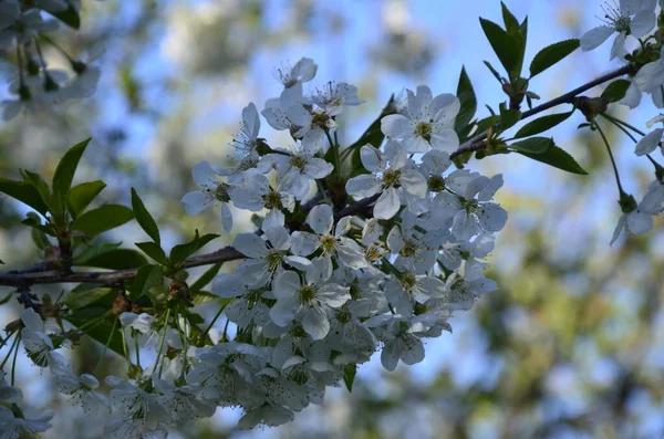 Prunus Cerasus Fleurs Arbre Fleurs Groupe Beaux Pétales Blancs Acidulés — Photo