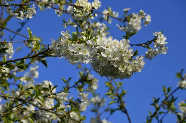 Prunus Cerasus 아름다운 꽃잎의 그룹은 벚꽃을 난쟁이 아름다운 자연의 추상적 — 스톡 사진