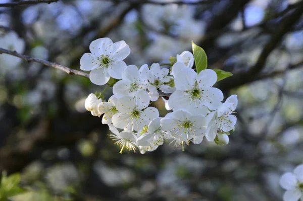 Цветущие Цветы Чернослив Церазус Группа Красивых Белых Лепестков Пирога Вишневые — стоковое фото