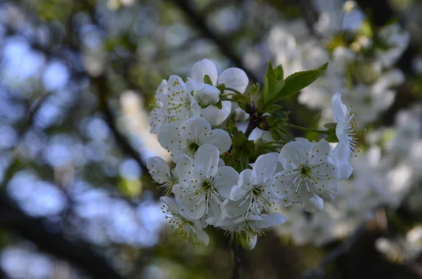 プルヌス セラサスの開花木の花 美しい白い花弁のグループは 花の中で矮星の桜の花を開始します 木の枝に春白花を咲かせます — ストック写真