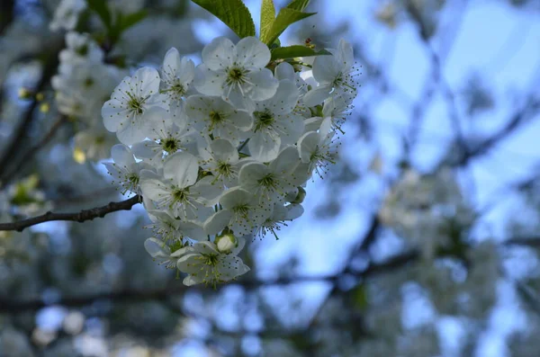 Prunus Cerasus Virágzó Virágok Csoport Gyönyörű Fehér Szirmok Torta Cseresznyevirág — Stock Fotó