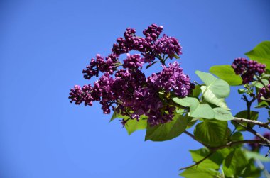 Büyük leylak dalları çiçek açar. Bahar leylaklarının parlak çiçekleri. Bulanık arka planda bahar mavisi leylak çiçekleri. Bir buket mor çiçek.