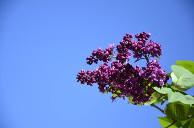 Büyük leylak dalları çiçek açar. Bahar leylaklarının parlak çiçekleri. Bulanık arka planda bahar mavisi leylak çiçekleri. Bir buket mor çiçek.