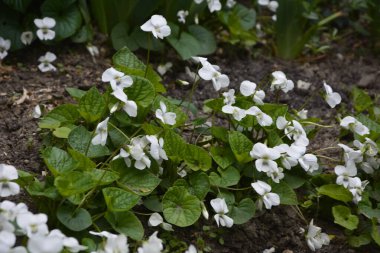 Yeşil yapraklı taze beyaz Viola canadensis. Beyaz Viola, güneşli havada, bir çiçekle yakın plan. Güzel Viola çiçekleri arka planı. Bahçede çiçek açan beyaz menekşeler.
