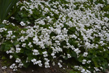Yeşil yapraklı taze beyaz Viola canadensis. Beyaz Viola, güneşli havada, bir çiçekle yakın plan. Güzel Viola çiçekleri arka planı. Bahçede çiçek açan beyaz menekşeler.