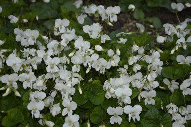 Yeşil yapraklı taze beyaz Viola canadensis. Beyaz Viola, güneşli havada, bir çiçekle yakın plan. Güzel Viola çiçekleri arka planı. Bahçede çiçek açan beyaz menekşeler.