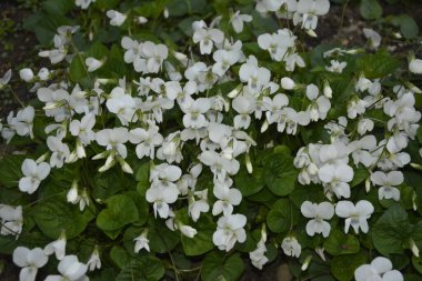 Yeşil yapraklı taze beyaz Viola canadensis. Beyaz Viola, güneşli havada, bir çiçekle yakın plan. Güzel Viola çiçekleri arka planı. Bahçede çiçek açan beyaz menekşeler.
