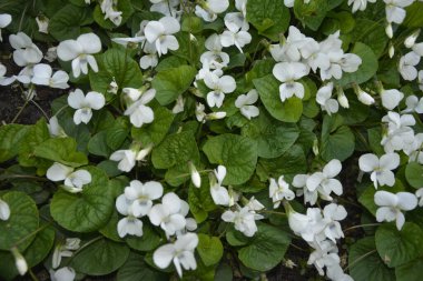 Yeşil yapraklı taze beyaz Viola canadensis. Beyaz Viola, güneşli havada, bir çiçekle yakın plan. Güzel Viola çiçekleri arka planı. Bahçede çiçek açan beyaz menekşeler.