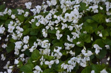Yeşil yapraklı taze beyaz Viola canadensis. Beyaz Viola, güneşli havada, bir çiçekle yakın plan. Güzel Viola çiçekleri arka planı. Bahçede çiçek açan beyaz menekşeler.