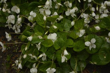 Yeşil yapraklı taze beyaz Viola canadensis. Beyaz Viola, güneşli havada, bir çiçekle yakın plan. Güzel Viola çiçekleri arka planı. Bahçede çiçek açan beyaz menekşeler.