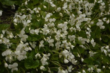 Yeşil yapraklı taze beyaz Viola canadensis. Beyaz Viola, güneşli havada, bir çiçekle yakın plan. Güzel Viola çiçekleri arka planı. Bahçede çiçek açan beyaz menekşeler.