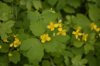 bitki örtüsünün başlangıcında bir selandin yapraklarının radikal soketi