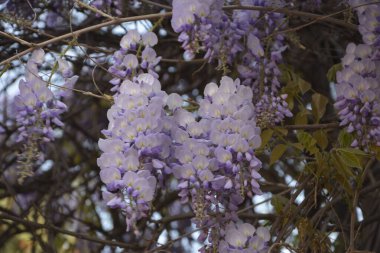 Baharda mavi salkımlar. Baharda mor salkımlar. Baharda mavi salkımlar. Mavi Çin salkımı, bezelye ve Fabaceae familyasından çiçek açan bir bitki türü..