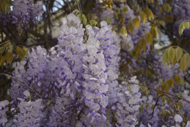 Baharda mavi salkımlar. Baharda mor salkımlar. Baharda mavi salkımlar. Mavi Çin salkımı, bezelye ve Fabaceae familyasından çiçek açan bir bitki türü..