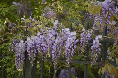 Baharda mavi salkımlar. Baharda mor salkımlar. Baharda mavi salkımlar. Mavi Çin salkımı, bezelye ve Fabaceae familyasından çiçek açan bir bitki türü..
