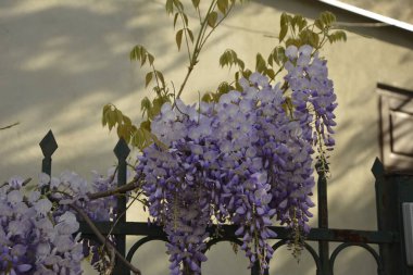 Baharda mavi salkımlar. Baharda mor salkımlar. Baharda mavi salkımlar. Mavi Çin salkımı, bezelye ve Fabaceae familyasından çiçek açan bir bitki türü..