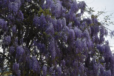 Baharda mavi salkımlar. Baharda mor salkımlar. Baharda mavi salkımlar. Mavi Çin salkımı, bezelye ve Fabaceae familyasından çiçek açan bir bitki türü..