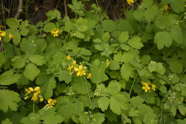 Cuenca Radical Las Hojas Celidonia Comienzo Vegetación — Foto de Stock