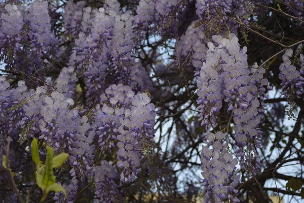 Glicine Blu Primavera Albero Glicine Viola Giardino Glicine Blu Primavera — Foto Stock