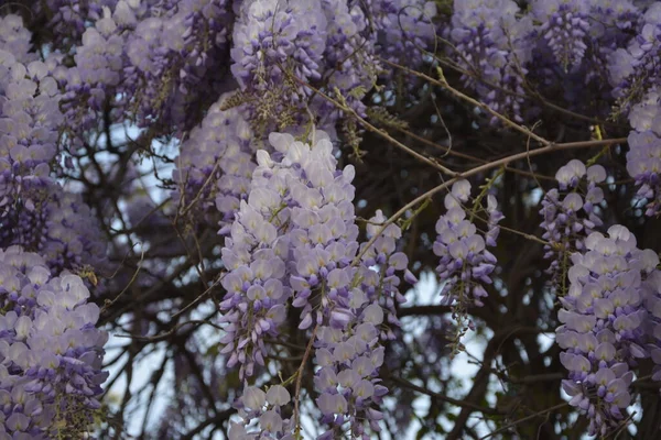 Glicine Blu Primavera Albero Glicine Viola Giardino Glicine Blu Primavera — Foto Stock