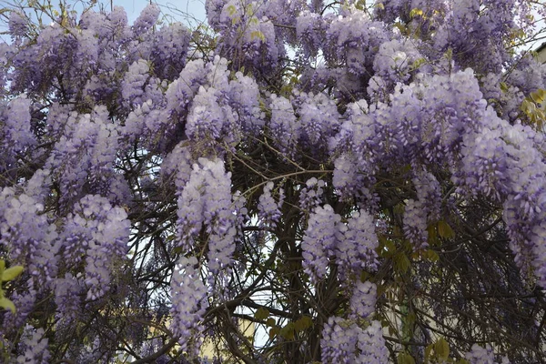 Niebieska Wisteria Wiosną Drzewo Purpurowej Wisterii Ogrodzie Niebieska Wisteria Wiosną — Zdjęcie stockowe