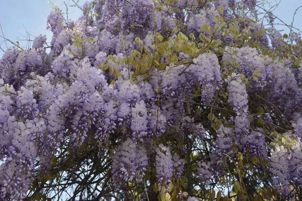 Glicine Blu Primavera Albero Glicine Viola Giardino Glicine Blu Primavera — Foto Stock