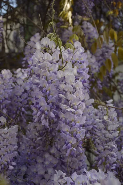 Blauwe Wisteria Het Lente Een Boom Van Paarse Wisteria Een — Stockfoto