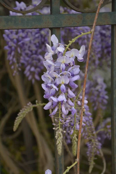 Niebieska Wisteria Wiosną Drzewo Purpurowej Wisterii Ogrodzie Niebieska Wisteria Wiosną — Zdjęcie stockowe