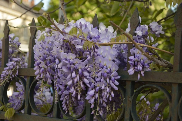 Niebieska Wisteria Wiosną Drzewo Purpurowej Wisterii Ogrodzie Niebieska Wisteria Wiosną — Zdjęcie stockowe