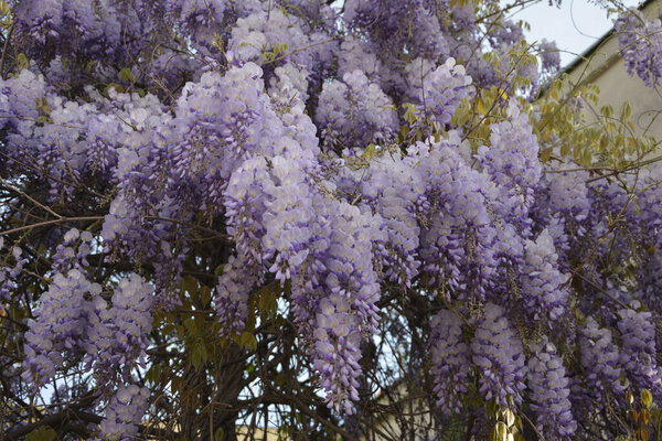 Blue wisteria in spring.A tree of purple wisteria in a garden.Blue wisteria in spring.Blue Chinese wisteria is a species of flowering plant in the pea and Fabaceae family.