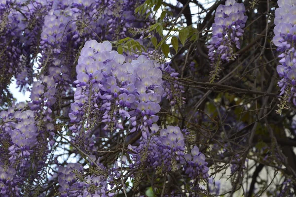 Glicine Blu Primavera Albero Glicine Viola Giardino Glicine Blu Primavera — Foto Stock
