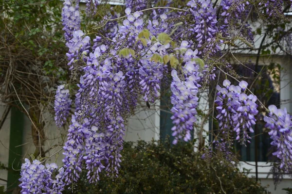 Glicine Blu Primavera Albero Glicine Viola Giardino Glicine Blu Primavera — Foto Stock