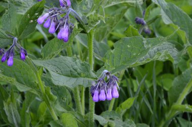 Comfrey çiçekleri, Symphytum officinale,