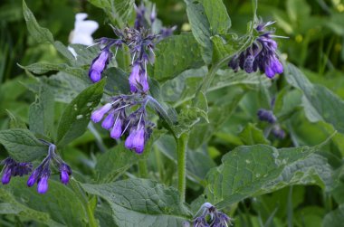 Comfrey çiçekleri, Symphytum officinale,