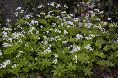 Tatlı odunsu (Galium odoratum) - Çiçekler. İlkbaharda ormanda yatak samanları açar.