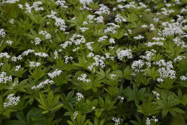 Tatlı odunsu (Galium odoratum) - Çiçekler. İlkbaharda ormanda yatak samanları açar.