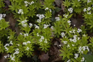 Tatlı odunsu (Galium odoratum) - Çiçekler. İlkbaharda ormanda yatak samanları açar.