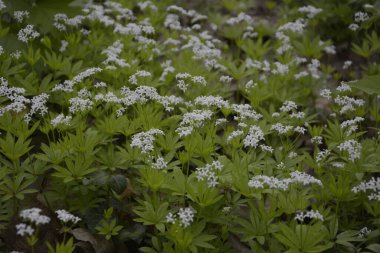 Tatlı odunsu (Galium odoratum) - Çiçekler. İlkbaharda ormanda yatak samanları açar.