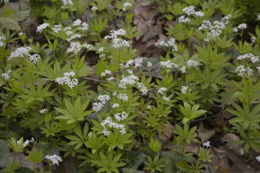 Tatlı odunsu (Galium odoratum) - Çiçekler. İlkbaharda ormanda yatak samanları açar.